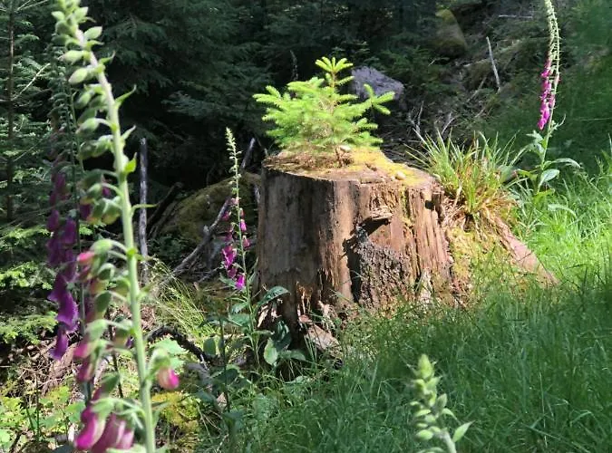 Bed & Breakfast La Maison De Juliette Saint-Hippolyte (Haut-Rhin)